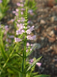 Summer Spire [Род физостегия (дудик) – Physostegia Bent.]