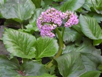 Sunningdale [Род бадан – Bergenia Moench]