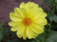 Sunny Yellow [Род георгина (далия) – Dahlia Cav.]