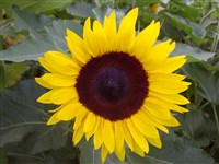 Sunrich Orange [Род подсолнечник – Helianthus L.]