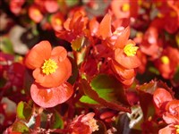 Super Olympia [Род бегония – Begonia L.]