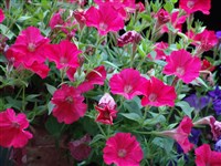 Surfinia Patio [Род петуния – Petunia Juss.] (1)