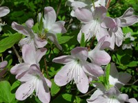 Suva [Род рододендрон – Rhododendron L.]
