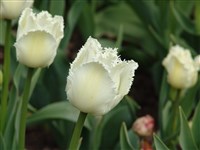 Swanwings [Род тюльпан – Tulipa L.]