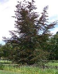 Swat Magret [Род бук – Fagus L.]