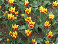 Syneado King [Род тюльпан – Tulipa L.]