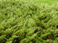 Tamariscifolia [Род можжевельник – Juniperus L.]