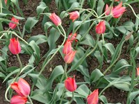 Temple of Beauty [Род тюльпан – Tulipa L.]