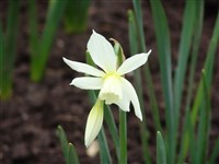 Thalia [Род нарцисс – Narcissus L.]