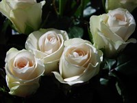 Tiffany [Род роза (шиповник) – Rosa L.]