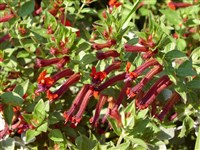 Tiny Mice [Род куфея – Cuphea P.Browne]