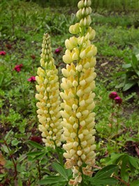 Torchlight [Род люпин – Lupinus L.]