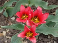 Toronto [Род тюльпан – Tulipa L.]