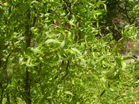 Tortuosa [Род ива – Salix L.]