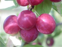 Trailblazer [Род слива – Prunus L.]