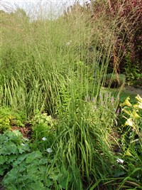 Transparent [Род молиния – Molinia Schrank]