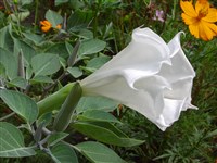 Troubadour [Род бругмансия – Brugmansia Pers.]