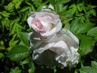 Turkes Rugosa Samling [Род роза (шиповник) – Rosa L.]