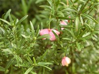 Turkestanicus [Род бересклет – Euonimus L.]