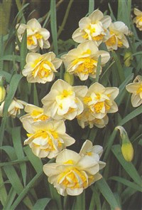 Unique [Род нарцисс – Narcissus L.]