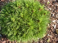 Varetta [Род сосна – Pinus L.]