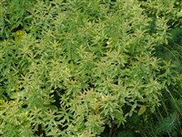 Variegata [Род молочай – Euphorbia L.]