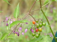 Variegata [Род паслён – Solanum L.]
