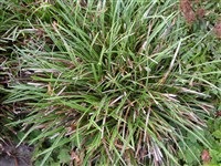 Variegata (1) [Род осока – Carex L.]