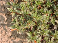 Variegata [Род куфея – Cuphea P.Browne]