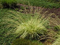 Variegata [Род молиния – Molinia Schrank]