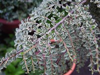 Variegatus [Род кизильник – Cotoneaster Med.]