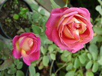 Variety Club [Род роза (шиповник) – Rosa L.]