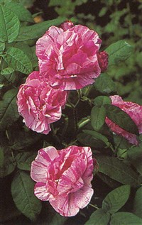 Versicolor [Род роза (шиповник) – Rosa L.]