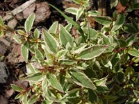 Versicolor [Род фуксия – Fuchsia L.]