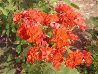 Vincent van Gogh [Род роза (шиповник) – Rosa L.]