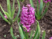 Violet Purple [Род гиацинт – Hyacinthus L.]