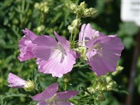 Violet [Род мальва (просвирник) – Malva L]