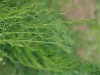 Violet [Род спаржа (аспарагус) – Asparagus L.]