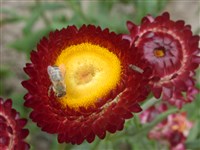 Violett [Род гелихризум (цмин, бессмертник) – Helichrysum Mill.]