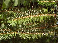 Virgata (1) [Род ель – Picea A.Dietr.]