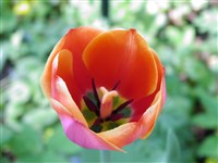 Vivex [Род тюльпан – Tulipa L.]