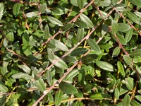 Voorthuizen [Род ива – Salix L.]