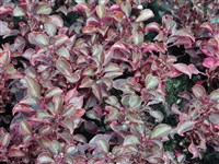 Wallisi [Род ирезине (соломоцвет, ахирантес) – Iresine P.Browne]