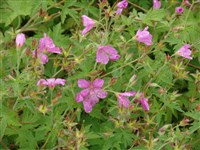 Wargrave Pink [Род герань – Geranium L.]