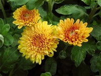 Wendy Gold [Род дендрантема – Dendranthema (DC.) Desmoul]