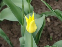 West Point [Род тюльпан – Tulipa L.]