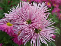 Westland [Род дендрантема – Dendranthema (DC.) Desmoul]