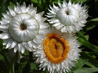 White [Род гелихризум (цмин, бессмертник) – Helichrysum Mill.]