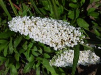 White Bouquet [Род буддлея (баддлея) – Buddleja L.]