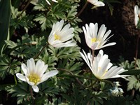 White Splendor [Род анемона (ветреница) – Anemone L.]